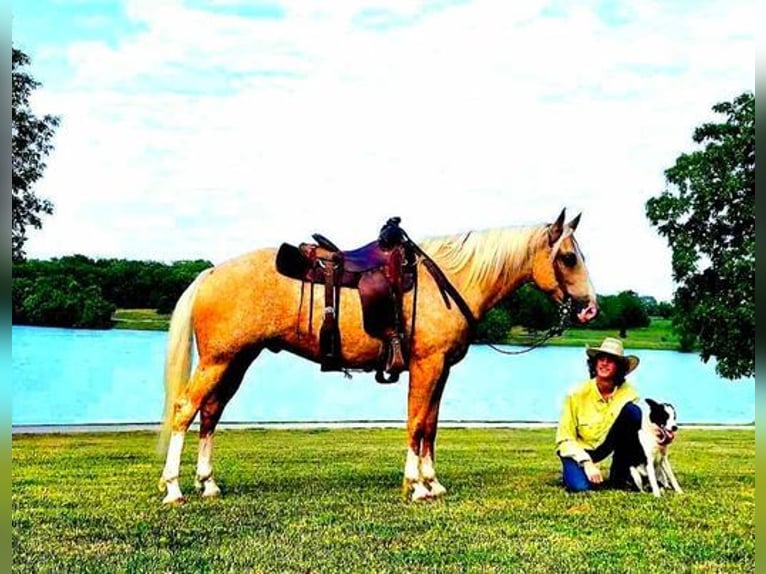 American Quarter Horse Castrone 7 Anni 152 cm Palomino in FORDSVILLE, KY