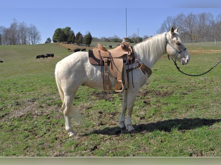 American Quarter Horse Castrone 7 Anni 152 cm Palomino in FORDSVILLE, KY