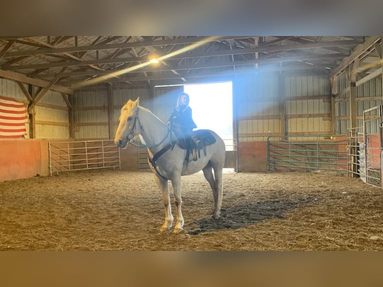 American Quarter Horse Castrone 7 Anni 152 cm Palomino in FORDSVILLE, KY