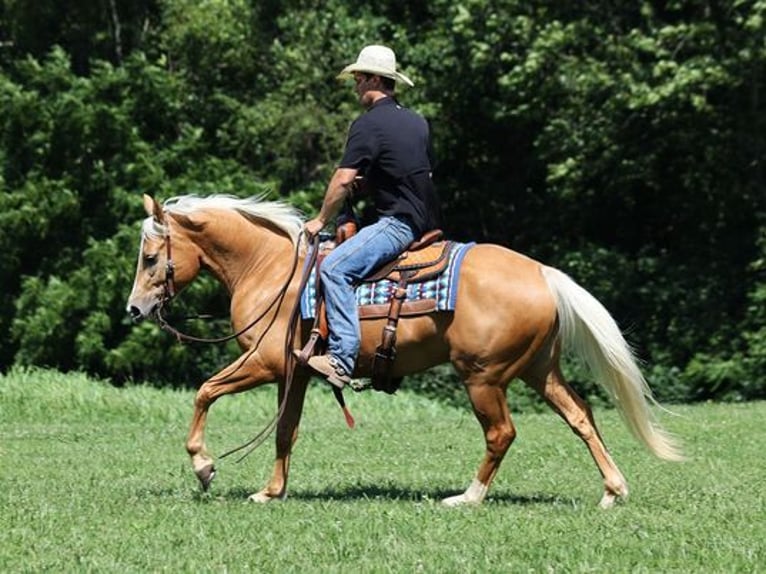 American Quarter Horse Castrone 7 Anni 152 cm Palomino in Mount Vernon, KY