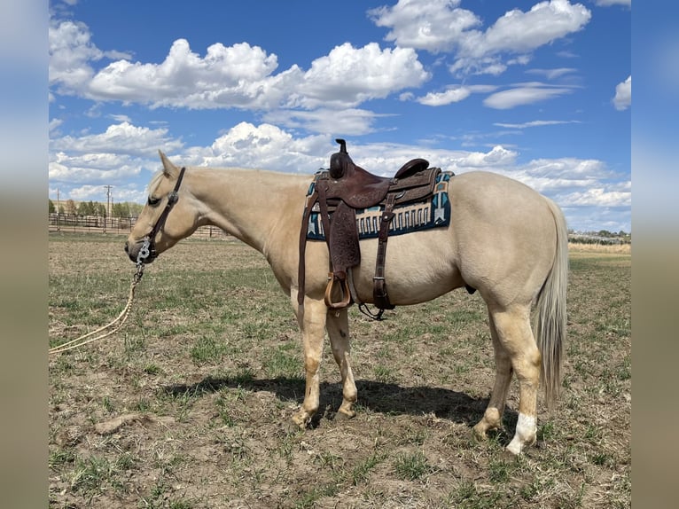 American Quarter Horse Castrone 7 Anni 152 cm Palomino in Torrington, WY