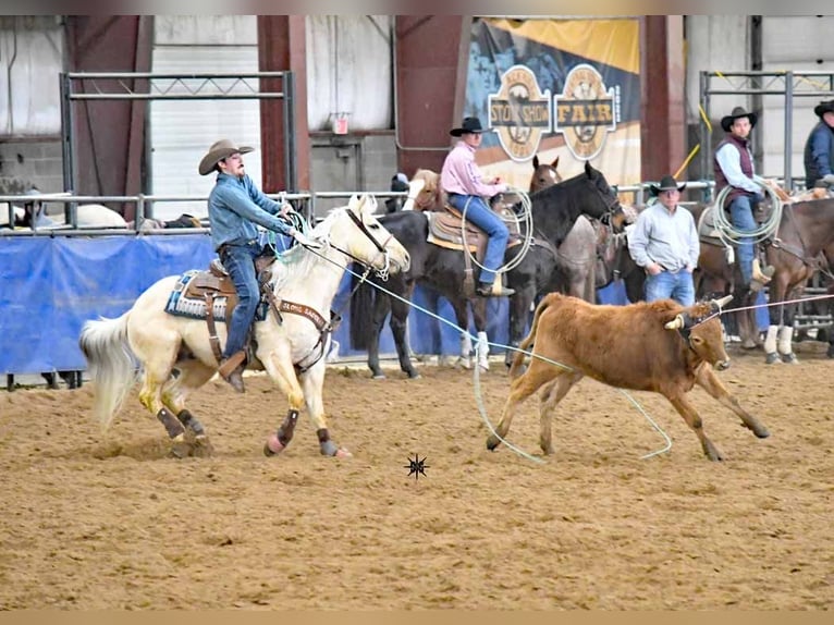 American Quarter Horse Castrone 7 Anni 152 cm Palomino in Torrington, WY