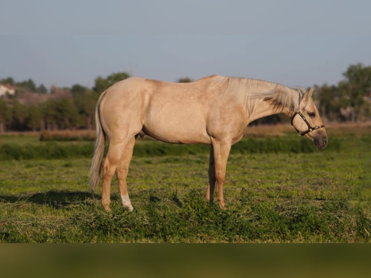 American Quarter Horse Castrone 7 Anni 152 cm Palomino in Torrington, WY