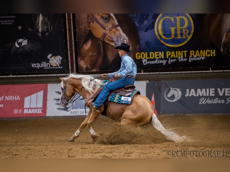 American Quarter Horse Castrone 7 Anni 152 cm Palomino in Laubach