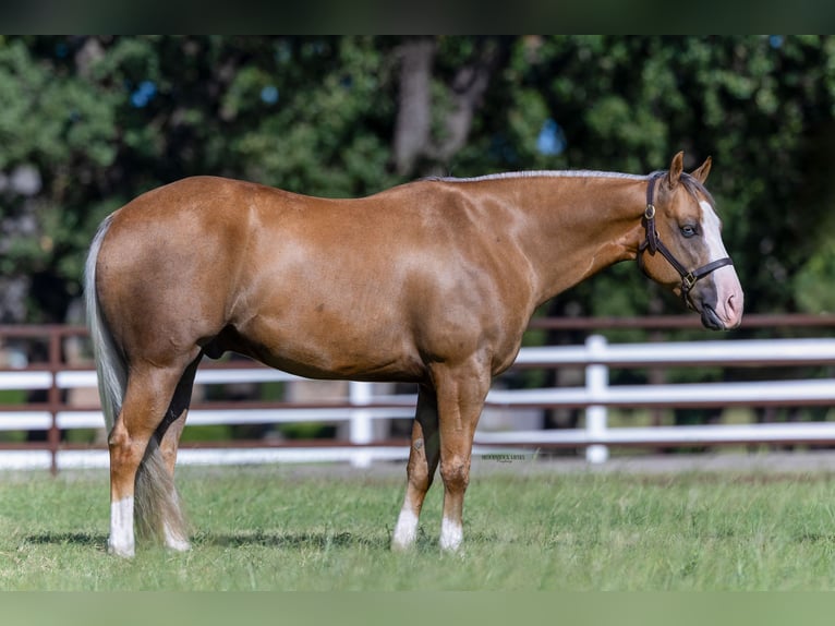 American Quarter Horse Castrone 7 Anni 152 cm Palomino in Burleson, TX
