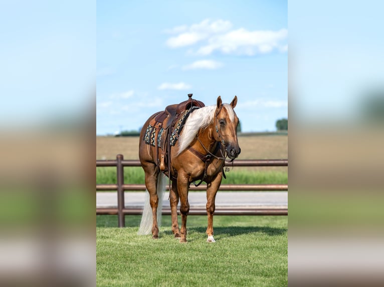 American Quarter Horse Castrone 7 Anni 152 cm Palomino in Holland, IA