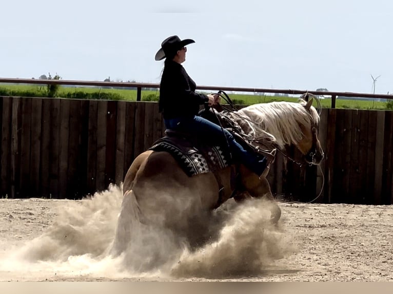 American Quarter Horse Castrone 7 Anni 152 cm Palomino in Holland, IA