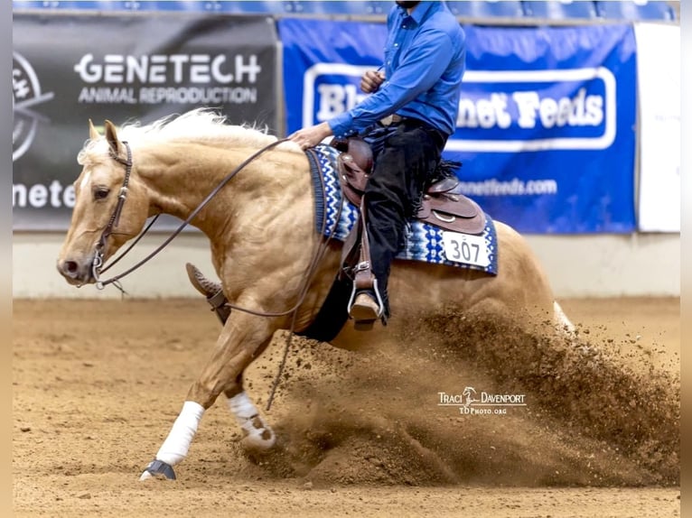 American Quarter Horse Castrone 7 Anni 152 cm Palomino in Holland, IA