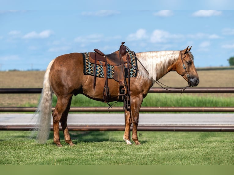 American Quarter Horse Castrone 7 Anni 152 cm Palomino in Holland, IA