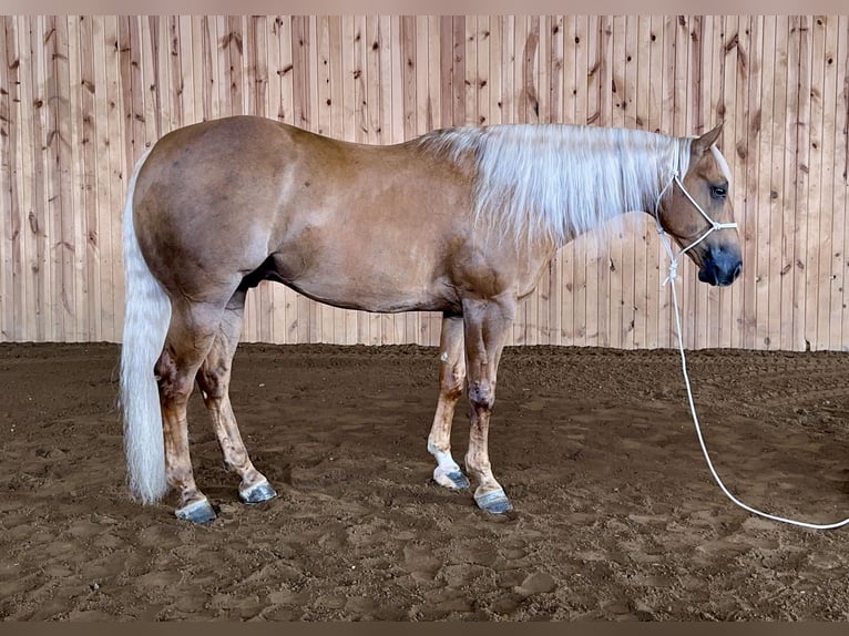 American Quarter Horse Castrone 7 Anni 152 cm Palomino in Holland, IA