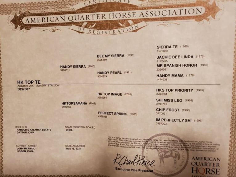 American Quarter Horse Castrone 7 Anni 152 cm Pelle di daino in Libson, IA