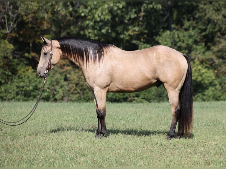 American Quarter Horse Castrone 7 Anni 152 cm Pelle di daino in Hogo OK