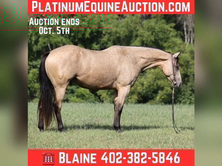 American Quarter Horse Castrone 7 Anni 152 cm Pelle di daino in Hogo OK