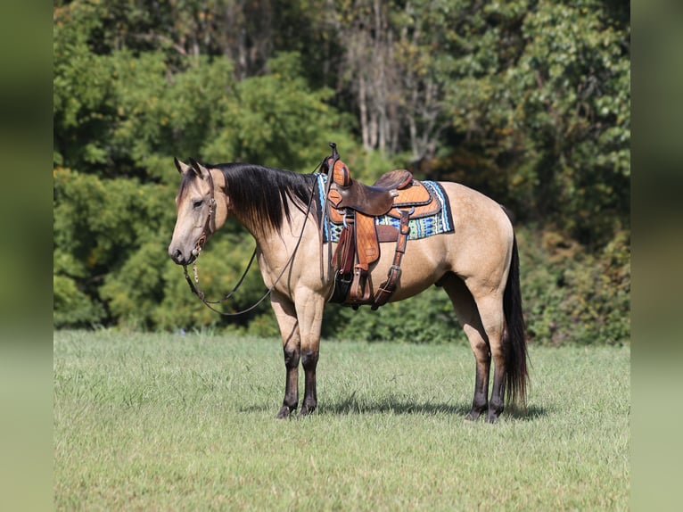 American Quarter Horse Castrone 7 Anni 152 cm Pelle di daino in Hogo OK