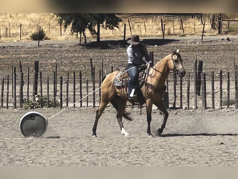 American Quarter Horse Castrone 7 Anni 152 cm Pelle di daino in Paicines, CA