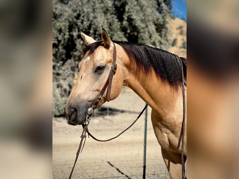 American Quarter Horse Castrone 7 Anni 152 cm Pelle di daino in Paicines, CA