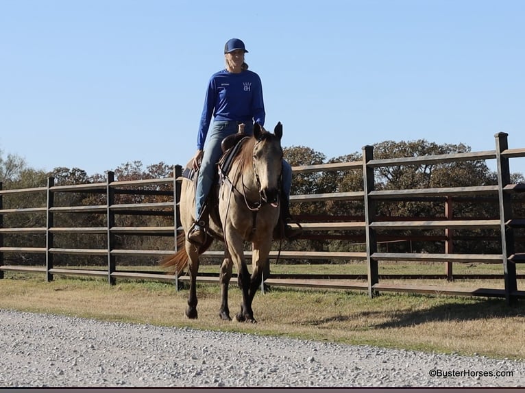 American Quarter Horse Castrone 7 Anni 152 cm Pelle di daino in Weatherford TX