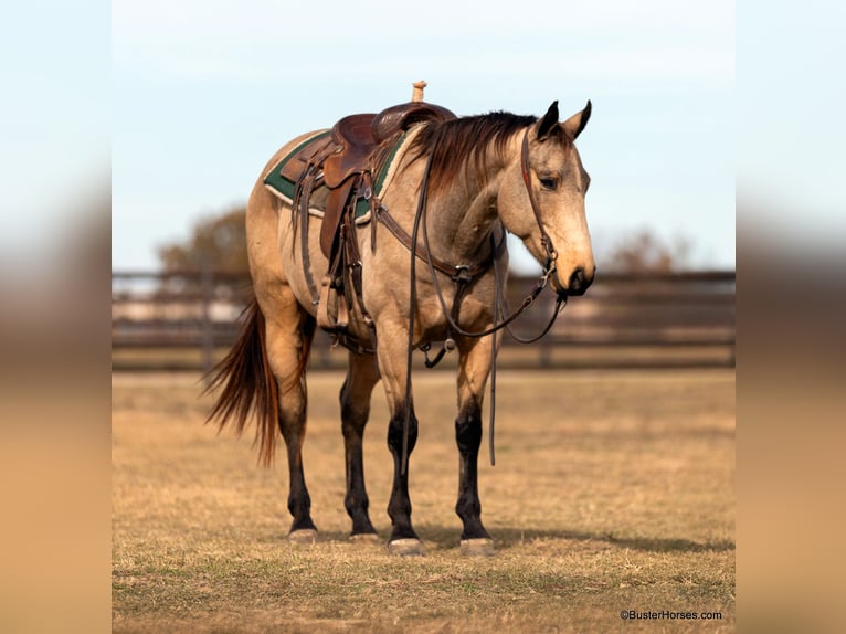 American Quarter Horse Castrone 7 Anni 152 cm Pelle di daino in Weatherford TX