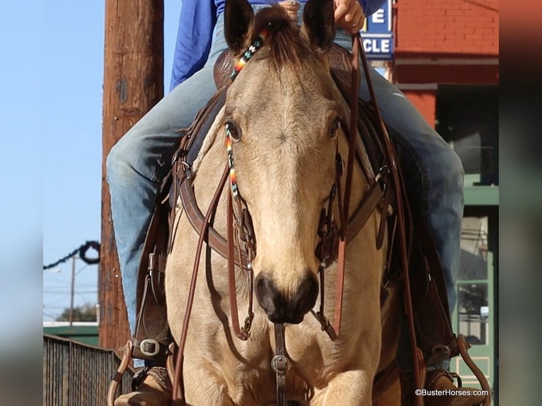 American Quarter Horse Castrone 7 Anni 152 cm Pelle di daino in Weatherford TX