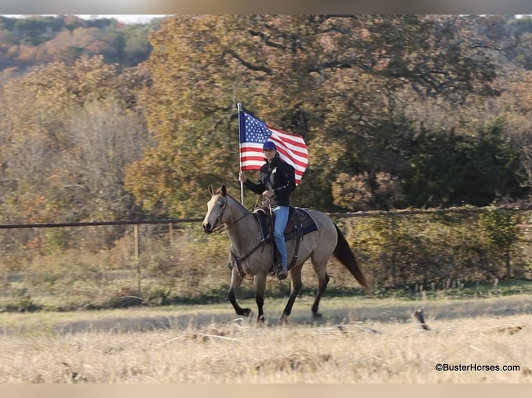 American Quarter Horse Castrone 7 Anni 152 cm Pelle di daino in Weatherford TX