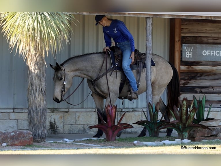 American Quarter Horse Castrone 7 Anni 152 cm Pelle di daino in Weatherford TX