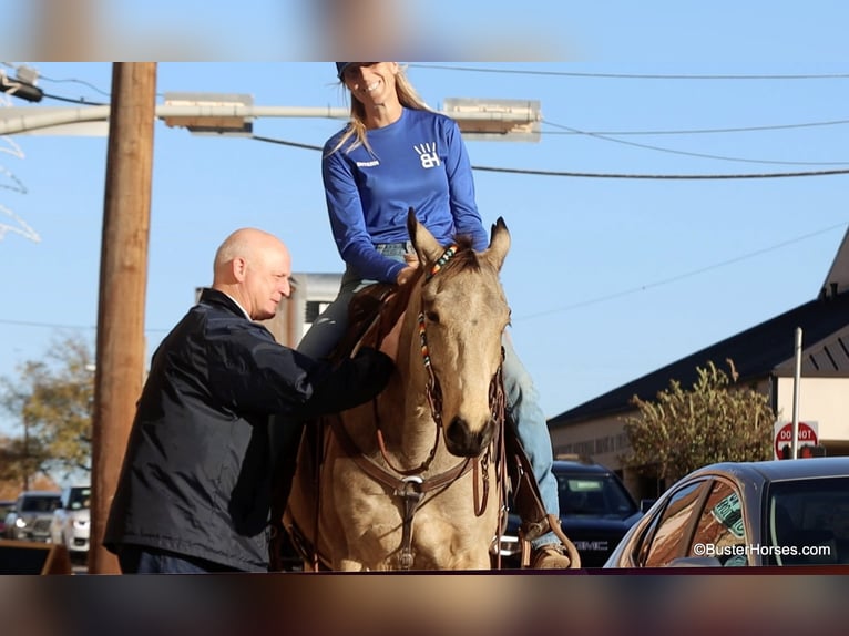 American Quarter Horse Castrone 7 Anni 152 cm Pelle di daino in Weatherford TX