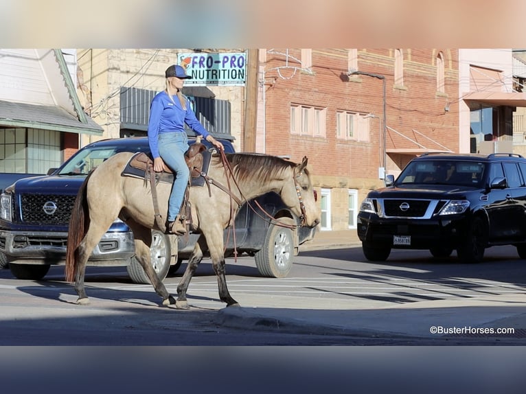 American Quarter Horse Castrone 7 Anni 152 cm Pelle di daino in Weatherford TX