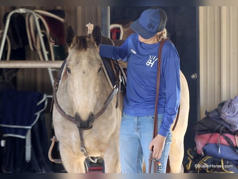 American Quarter Horse Castrone 7 Anni 152 cm Pelle di daino in Weatherford TX