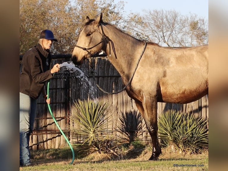 American Quarter Horse Castrone 7 Anni 152 cm Pelle di daino in Weatherford TX