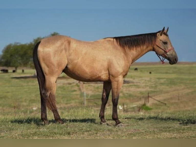 American Quarter Horse Castrone 7 Anni 152 cm Pelle di daino in Weatherford TX