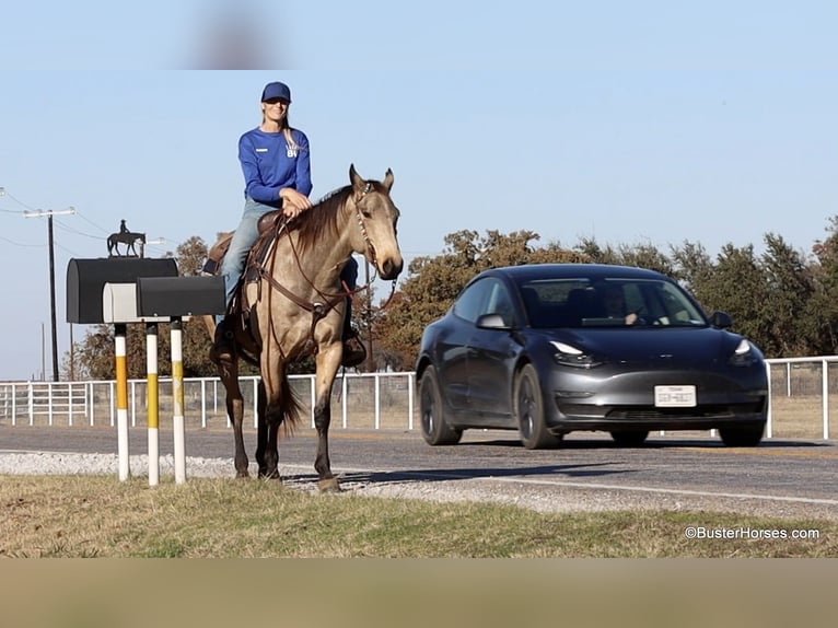 American Quarter Horse Castrone 7 Anni 152 cm Pelle di daino in Weatherford TX