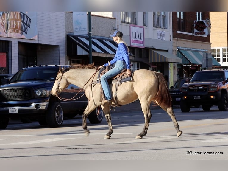 American Quarter Horse Castrone 7 Anni 152 cm Pelle di daino in Weatherford TX