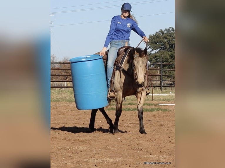 American Quarter Horse Castrone 7 Anni 152 cm Pelle di daino in Weatherford TX