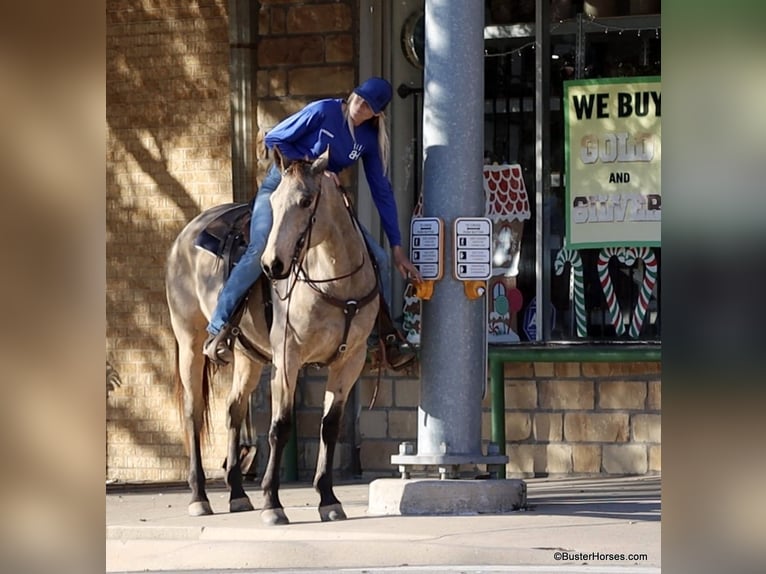 American Quarter Horse Castrone 7 Anni 152 cm Pelle di daino in Weatherford TX