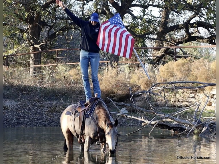 American Quarter Horse Castrone 7 Anni 152 cm Pelle di daino in Weatherford TX