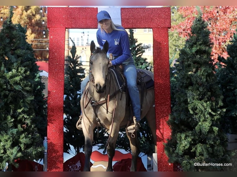 American Quarter Horse Castrone 7 Anni 152 cm Pelle di daino in Weatherford TX