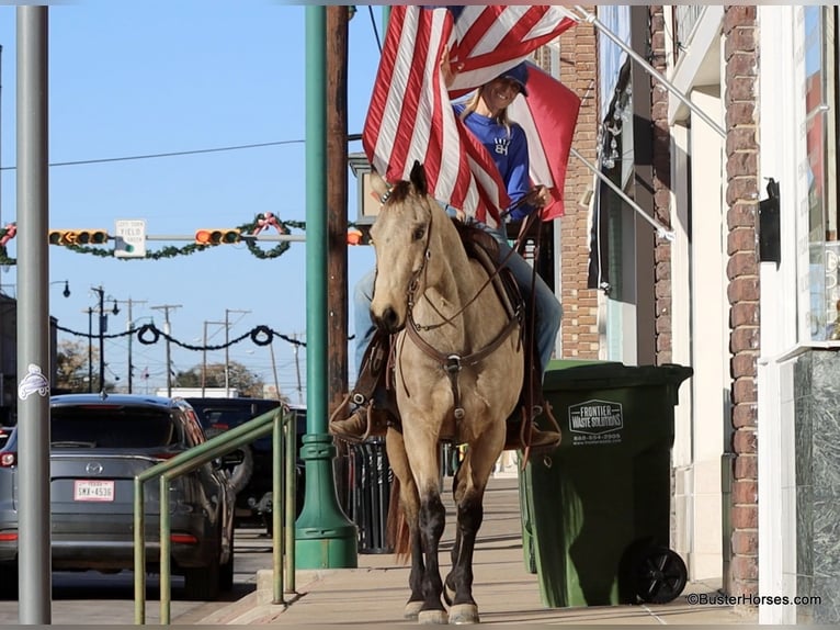 American Quarter Horse Castrone 7 Anni 152 cm Pelle di daino in Weatherford TX