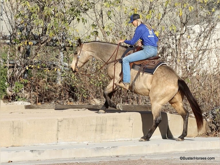 American Quarter Horse Castrone 7 Anni 152 cm Pelle di daino in Weatherford TX