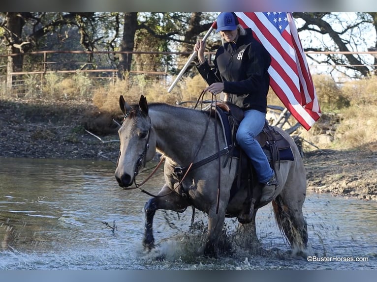 American Quarter Horse Castrone 7 Anni 152 cm Pelle di daino in Weatherford TX