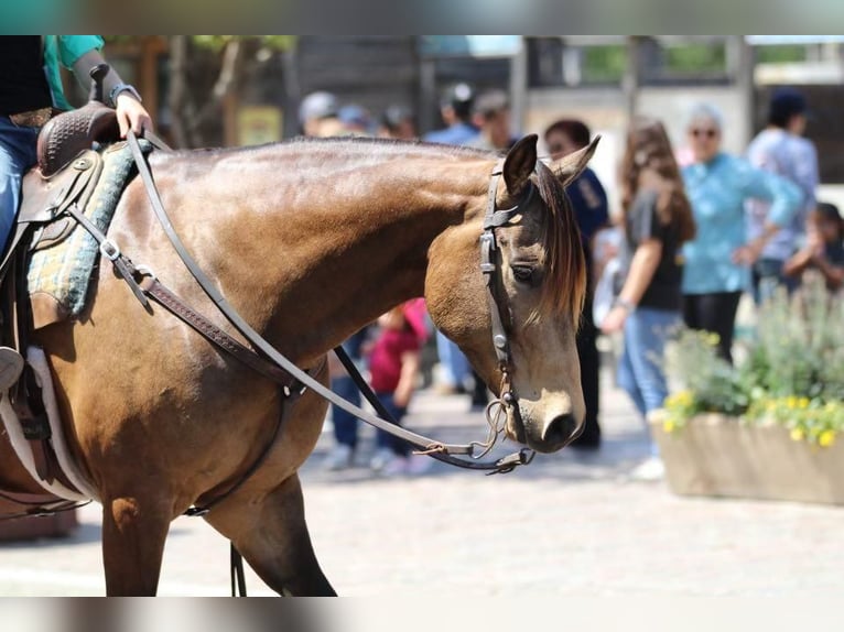 American Quarter Horse Castrone 7 Anni 152 cm Pelle di daino in Stephenville, TX