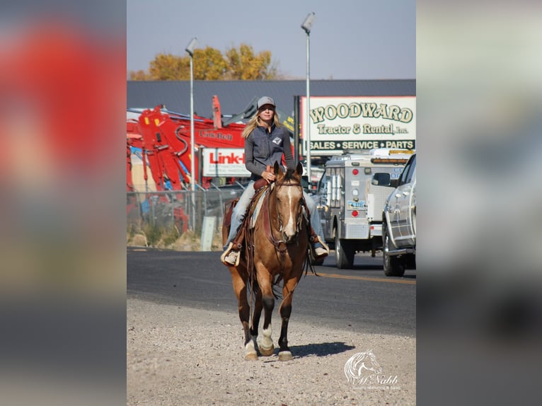 American Quarter Horse Castrone 7 Anni 152 cm Pelle di daino in Cody, WY