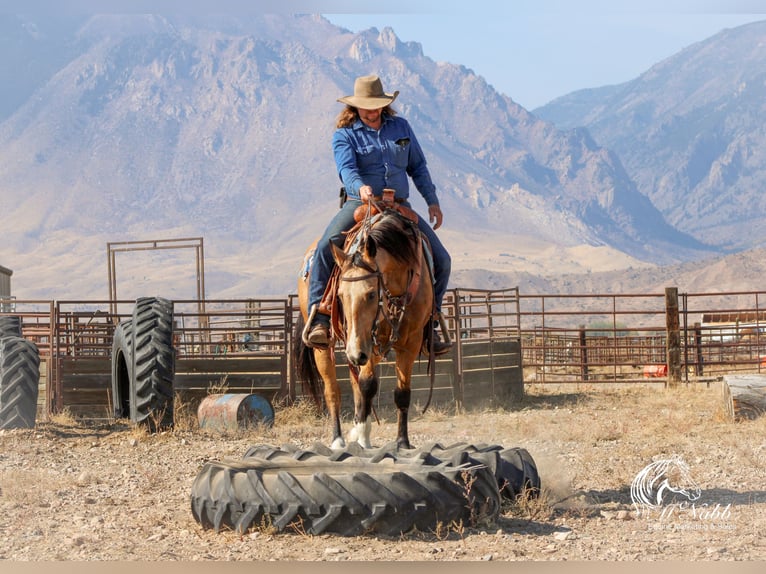 American Quarter Horse Castrone 7 Anni 152 cm Pelle di daino in Cody, WY