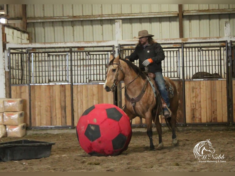 American Quarter Horse Castrone 7 Anni 152 cm Pelle di daino in Cody, WY