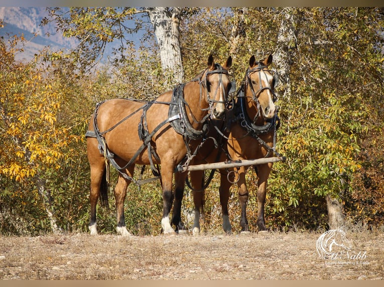 American Quarter Horse Castrone 7 Anni 152 cm Pelle di daino in Cody, WY