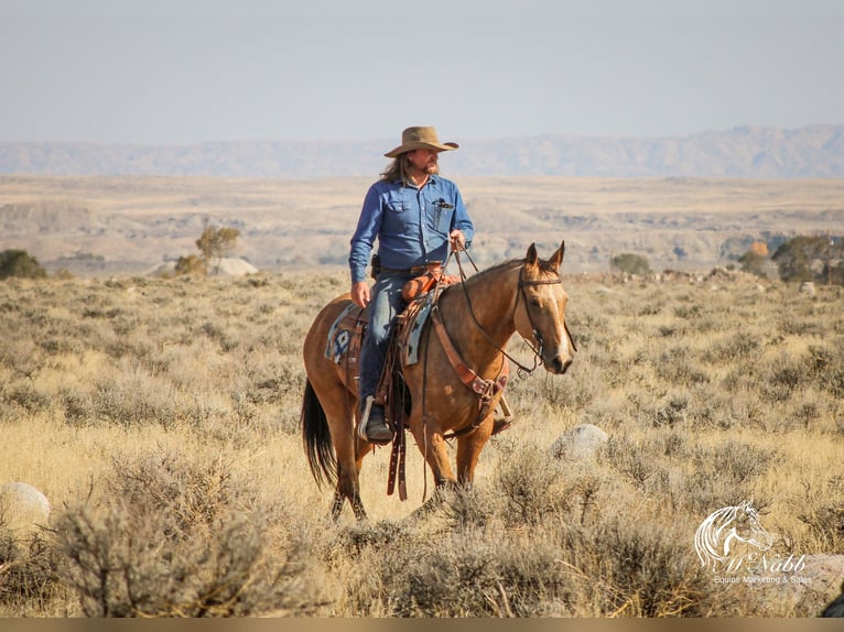 American Quarter Horse Castrone 7 Anni 152 cm Pelle di daino in Cody, WY