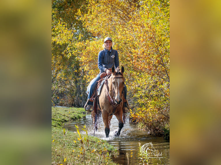 American Quarter Horse Castrone 7 Anni 152 cm Pelle di daino in Cody, WY