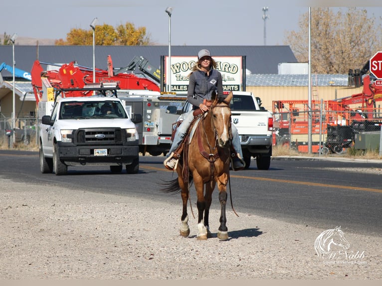 American Quarter Horse Castrone 7 Anni 152 cm Pelle di daino in Cody, WY