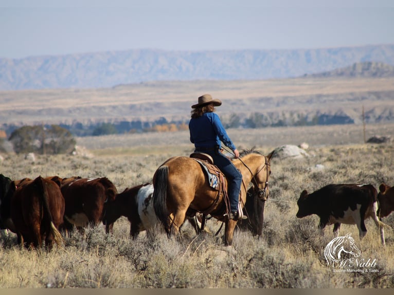 American Quarter Horse Castrone 7 Anni 152 cm Pelle di daino in Cody, WY