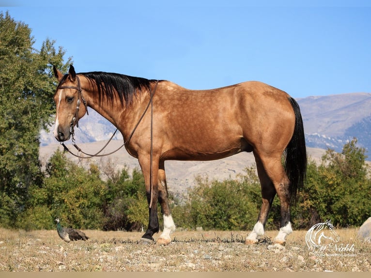 American Quarter Horse Castrone 7 Anni 152 cm Pelle di daino in Cody, WY