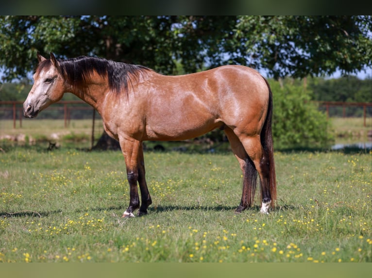American Quarter Horse Castrone 7 Anni 152 cm Pelle di daino in Canton, TX